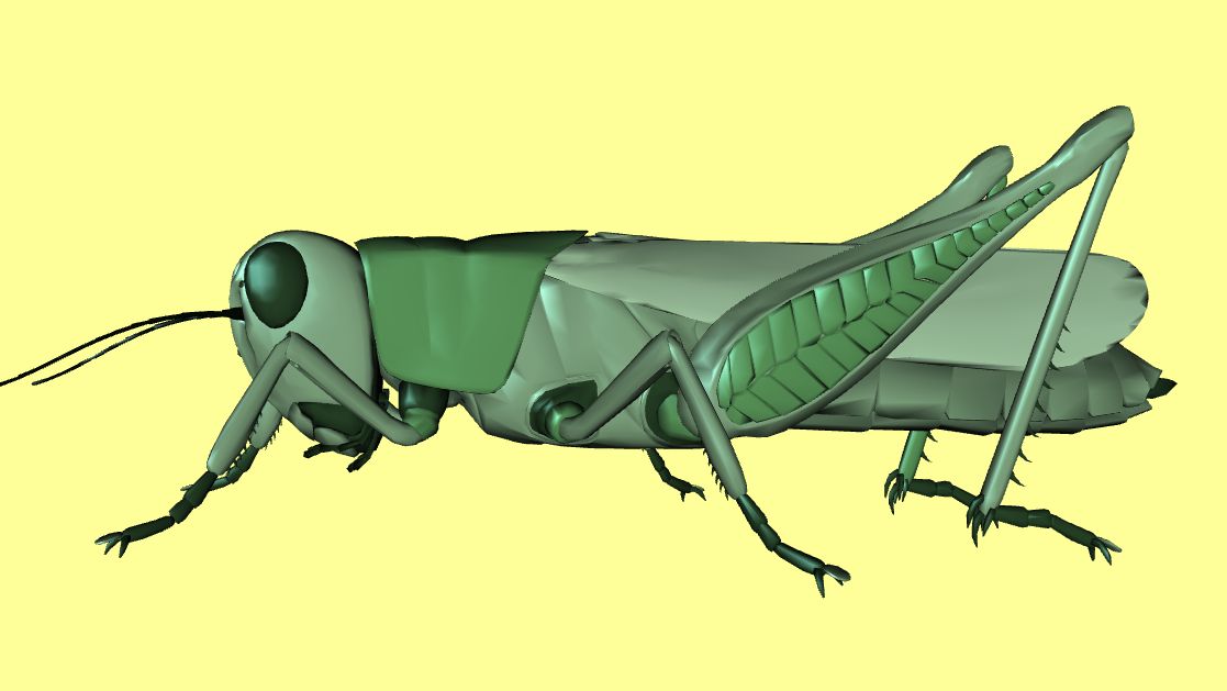 grasshoper